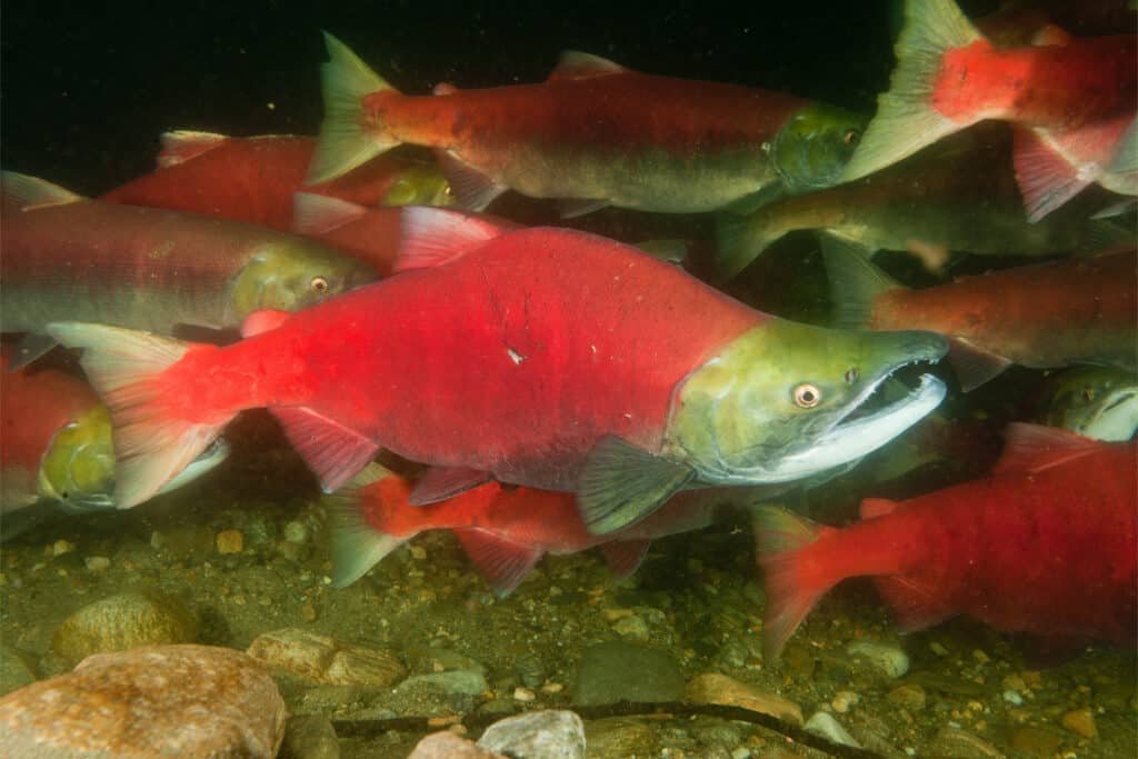 Sockeye Salmon: